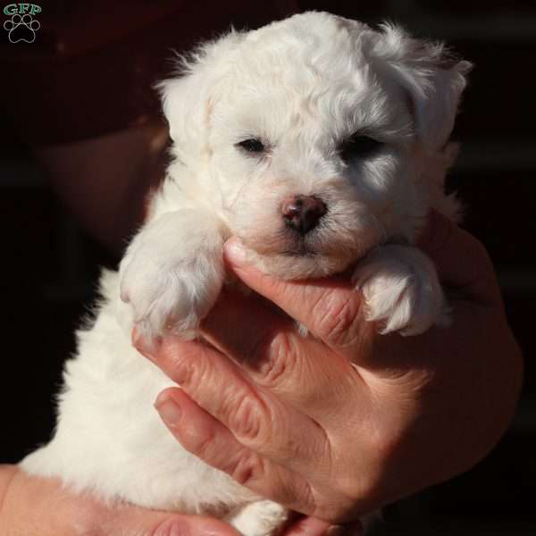 Georgie, Bichon Frise Puppy